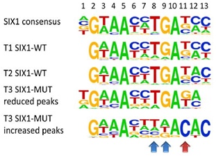 SIX1 binding motifs identified in SIX1 WT (T1, T2) and mutant (T3) tumors by ChIP-seq.