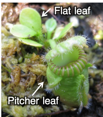 A Cephalotus plant bearing both pitcher and flat leaves