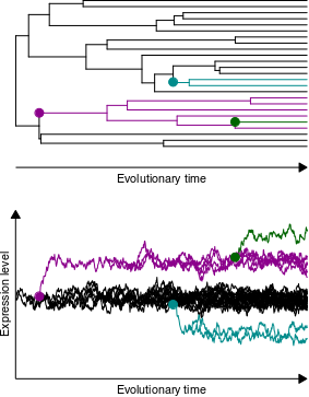 Phylogeny-based simulation of expression evolution