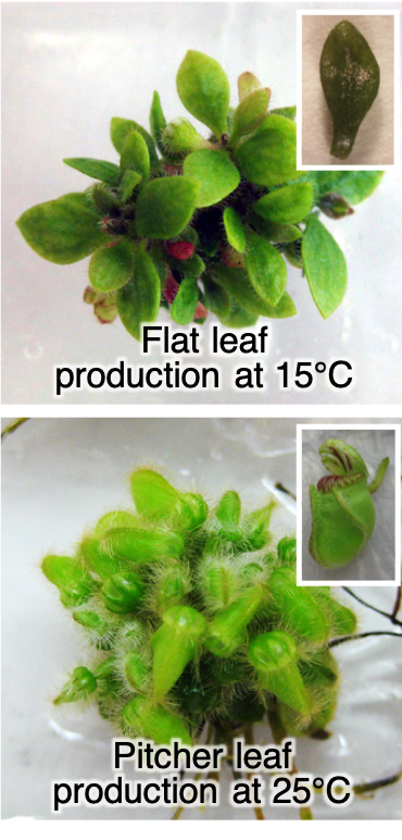 Cephalotus plants producing either flat or pitcher leaves