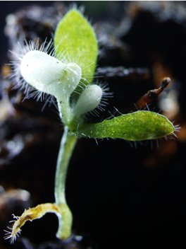 A Cephalotus plantlet showing the PDS-knockdown phenotype