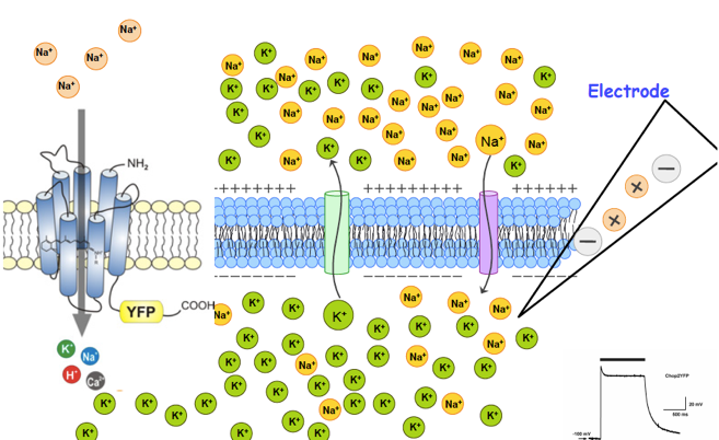 Schematic of a cell membrane with measuring electrode and heterologously expressed channelopsin-2, as well as in the inset a light-induced depolarization of such a cell membrane.