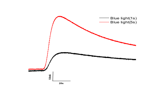 2 Stromspuren einer Oozyte, in der ein CNGK-Kanal sowie eine Licht-sensitive Nukleotidyl-Cyclase exprimiert werden, wobei die rote mit 5 Sekunden Belichtung größer ist.