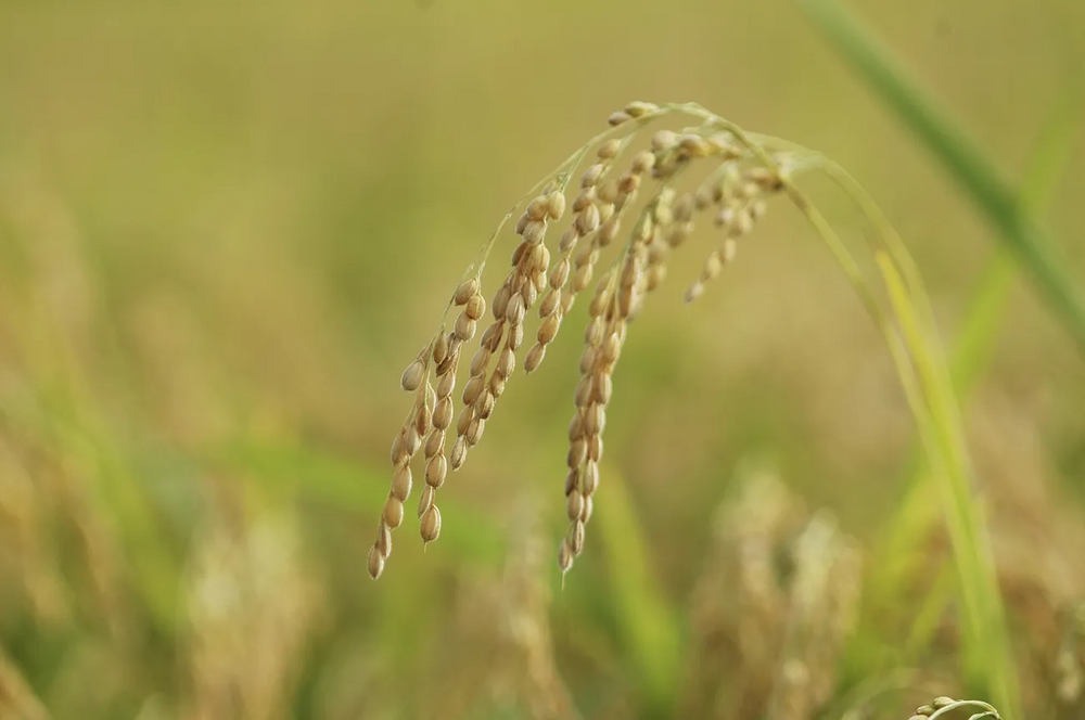Japonica rice plant with mature seeds.