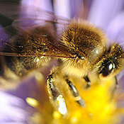 In solchen Flugkäfigen haben die Forschern entweder ein perfektes Timing zwischen Bienen und Pflanzen simuliert oder zeitliche Fehlabstimmungen von drei oder sechs Tagen. (Foto: Mariela Schenk)