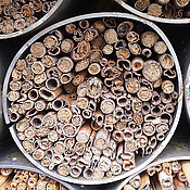Nisthilfe mit Schilfhalmen für solitäre Bienen. Nestverschlüsse aus Lehm lassen erkennen, in welchen Schilfhalmen Nester angelegt sind. (Foto: Mariela Schenk)