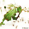 Blattschneiderameisen (<i>Atta sexdens</i>) beim Zerschneiden von Blättern