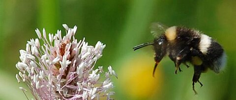 Hummel (<i>Bombus lucorum</i>) fliegt mit ausgestreckter Zunge auf eine Wegerich (<i>Plantago</i>) Blüte zu