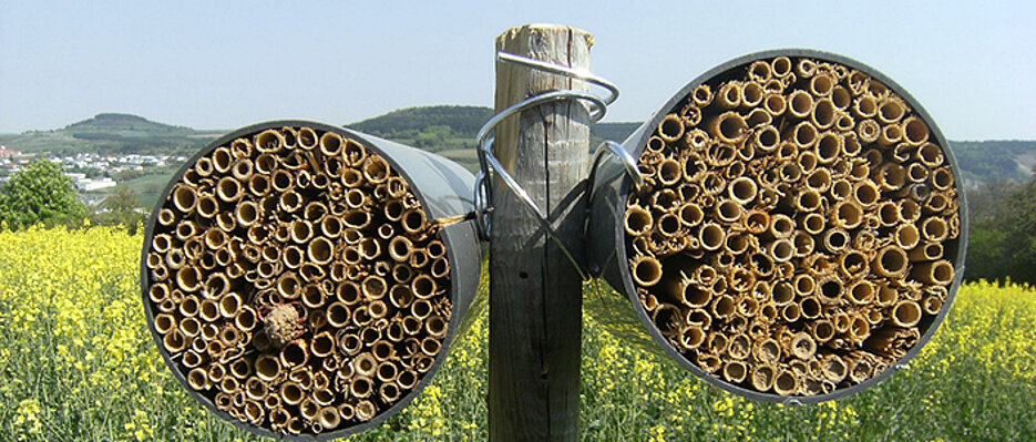 Die verwendeten Nisthilfen bestehen aus Bündeln kurzer Schilfhalme, in denen die Insekten ihre Eier ablegen können. (Foto: Verena Rieding)