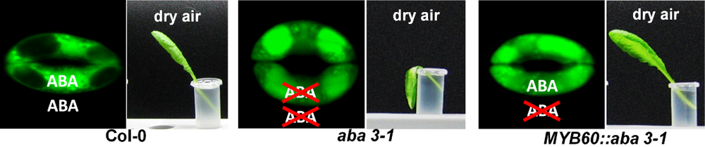 ABA-induced closed stoma in wild-type plant at dry air, leaf survives. Unclosed Stoma of ABA-free mutant; leaf wilts. Closed stoma in mutant with guard cell restored ABA-synthesis, leaf survives.
