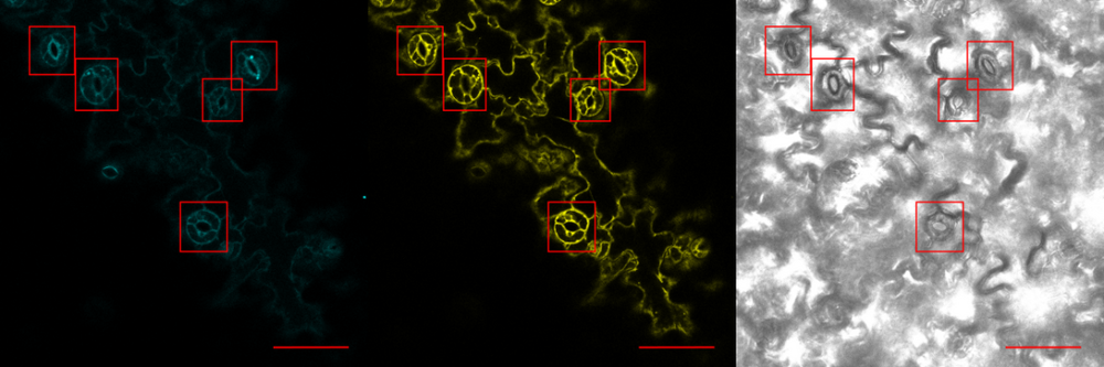 Arabidopsis guard cells expressing a TroponinC based Calcium sensor
