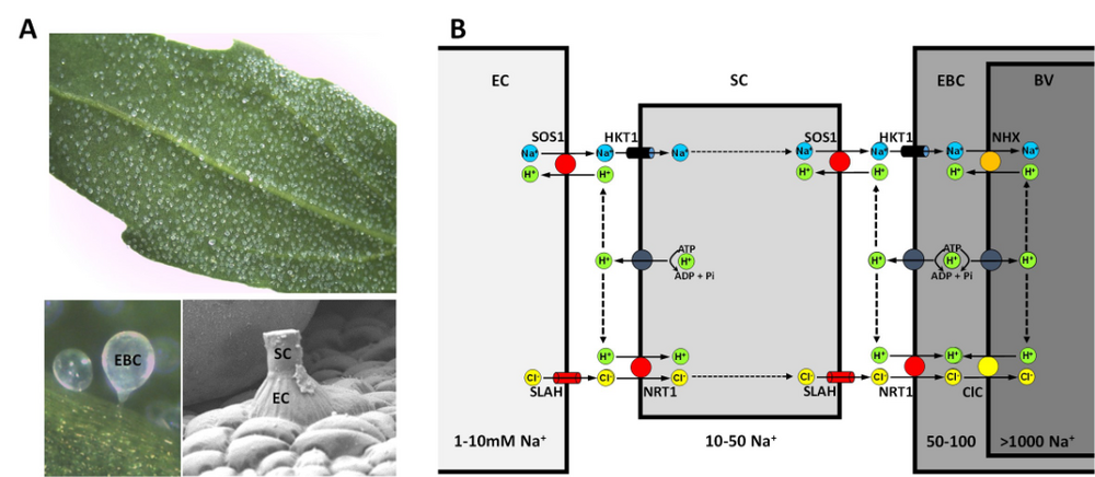 Quinoa Blatt mit Salzblasen (oben) und Vergößerungen von Salzblase und Stielzelle. (B) Modell der möglichen Transportvorgänge bei der NaCl-Beladung der Salzblasen.