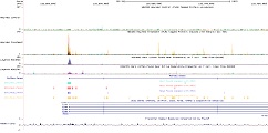 Hey ChIPseq profile in UCSC genome browser