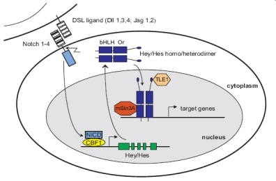 Hey activation by notch signallingHey activation by notch signalling
