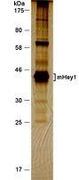 SDS-PAGE silver staining shows Hey1 tandem purification