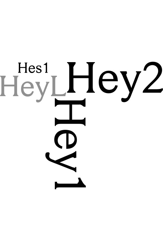 Gestaltungselement Wortwolke der relevanten Gene des Hey-Komplexes.