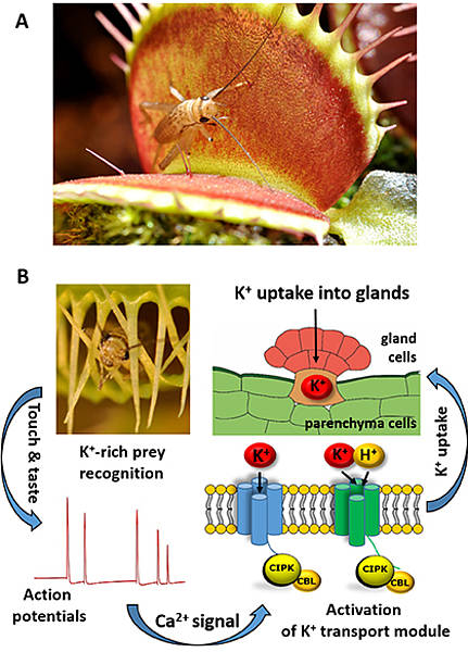 How Venus Flytraps Work