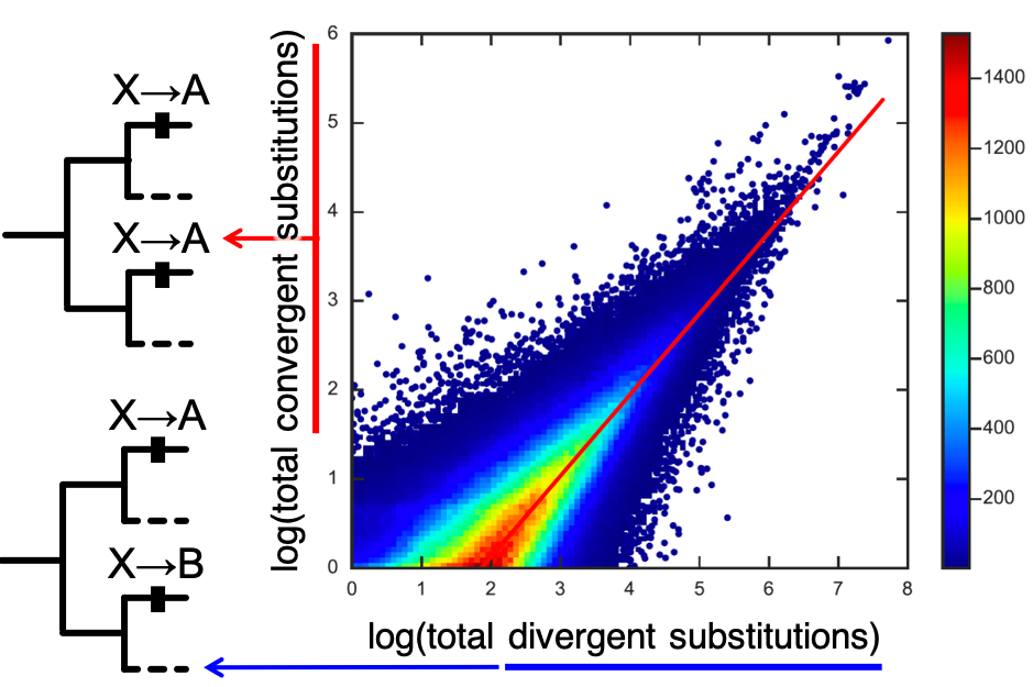 A linear relationship between convergent and divergent substitutions