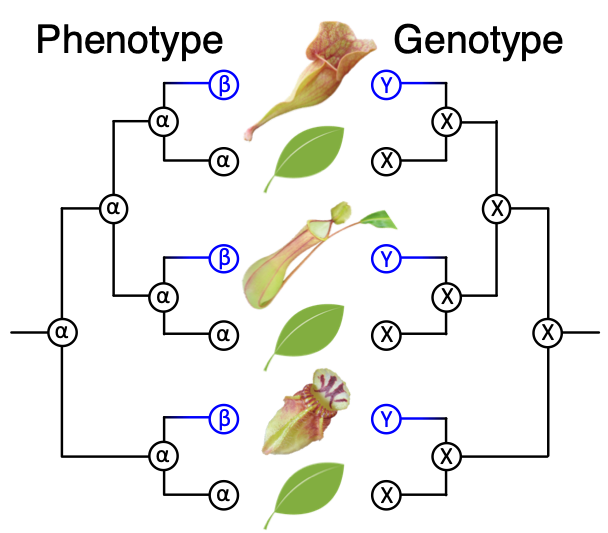 A correlated relationships between genotypes and phenotypes