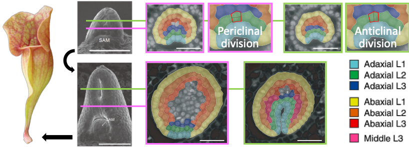 Cell division patterns in Sarracenia pitcher development