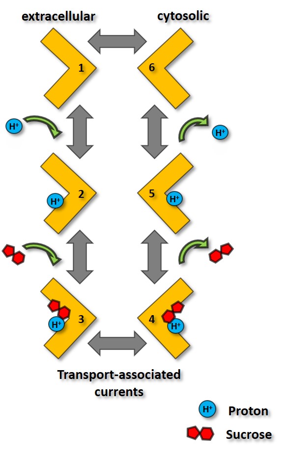 Model of ZmSUT1 reaction cycle