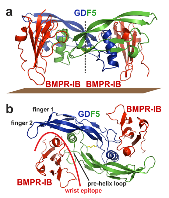 Bänderdarstellung des Komplexes von GDF5 gebunden an den BMP Typ I Rezeptor BMPR1b. Zwei Moleküle von BMPR1b binden im sogenannten wrist-Epitop des homodimeren TGF Liganden GDF5.