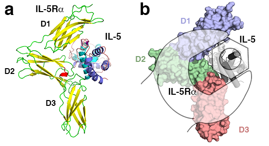 Bänderdarstellung der Kristallstruktur von Interleukin-5 gebunden an die extrazelluläre Domäne des Interleukin-5 Rezeptors IL-5R verdeutlicht die Schraubenschlüssel-artige Architektur des Rezeptors