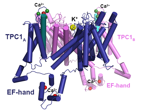 Sekundärstrukturdarstellung eines 3D Homologiemodells des pflanzlichen Kationenkanals TPC1 aus Arabidopsis thaliana. TPC1 wird durch Calciumbindung sowohl auf der zytoplasmatischen als auch auf der vakuolären/luminalen Seite reguliert und hat hierfür zwei unterschiedliche Calcium-bindende Domänen. Auf der zytoplasmatischen Seite wird die Calciumbindung durch eine klassische EF-Handdomäne gewährleistet, auf der luminalen Seite liegt hierfür ein neuartiges Motiv in der Schleife zwischen den Transmembranhelices S7 und S8 vor.