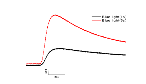 2 current traces of a cell with heterologously expressed CNGK channel and a light-activated cyclase where the red trace with 5 sec. illumination is larger.