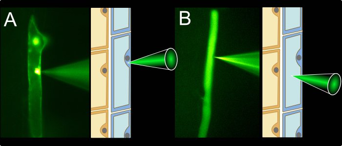 Fluoreszenzfarbstoffe werden mit einer Mikroelektrode entweder in das Zytoplasma oder in die Vakuole von Wurzelepidermiszellen injiziert. 