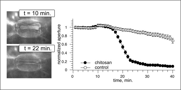 After infusion of chitosan into barley leaves, stomata close within 20 minutes, whereas stomata remain open after infusion of control solution.