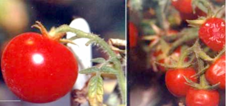 Biosynthese kutikulärer Wachse