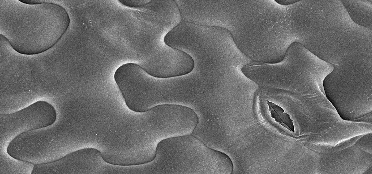 Chemie und Struktur der kutikulären Barriere
