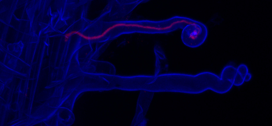 Root nodulation symbiosis