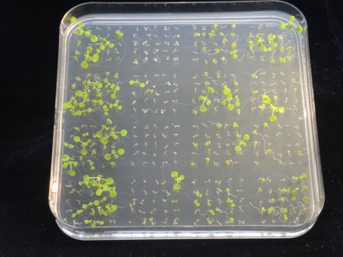 Arabidopsis mutants on agar medium