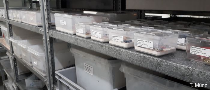 Plastikkästen verschiedener Größe die als künstliche Nester dienen in Metallregalen der Zoologie II Klimakammer