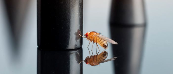 Eine Fruchtfliege berührt ein Objekt