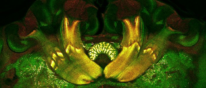 Fluorescence labeling showing FMRFamid distribution in the honeybee brain