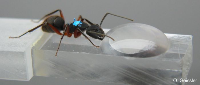 Farblich markierte Ameise (Camponotus rufipes) trinkt an einem Tropen Zuckerwasserlösung