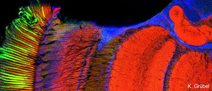 Fluorescence image of visually innervated neuropils in the honeybee brain