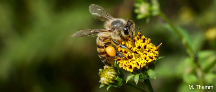Honey bee forager with pollen packs on a flower