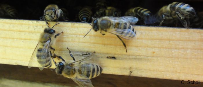 Mehrere Honigbienen (<i>Apis mellifera</i>) am Stockeingang