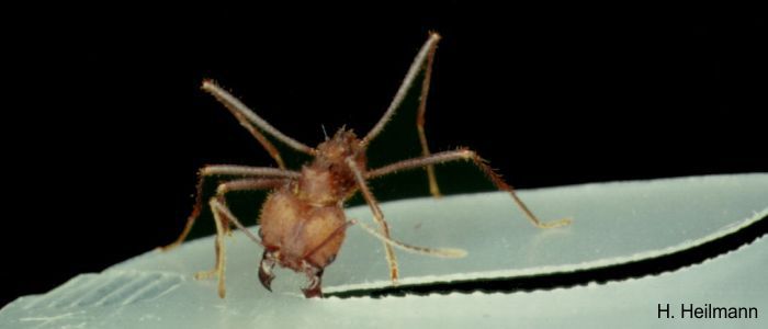 Leaf cutting ant (<i>Atta sexdens</i>) cutting an artificial leaf material