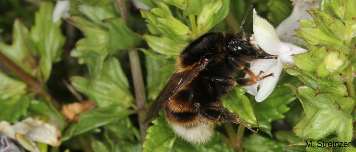 Hummel (<i>Bombus ruderatus</i>) beim Nektarsammeln auf einer weißen Blüte