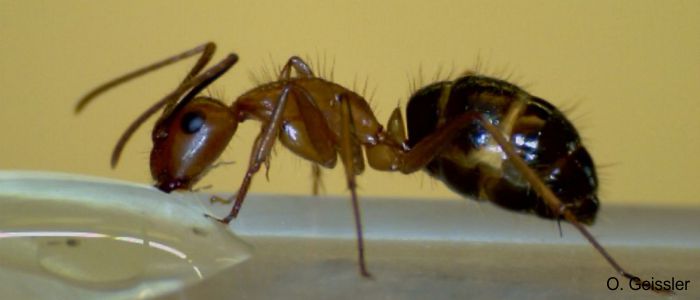 Nectar feeding ant (<i>Camponotus floridanus</i>) collecting sugar water solution