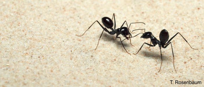 Desert ant (<i>Cataglyphis fortis</i>) interacting with each other