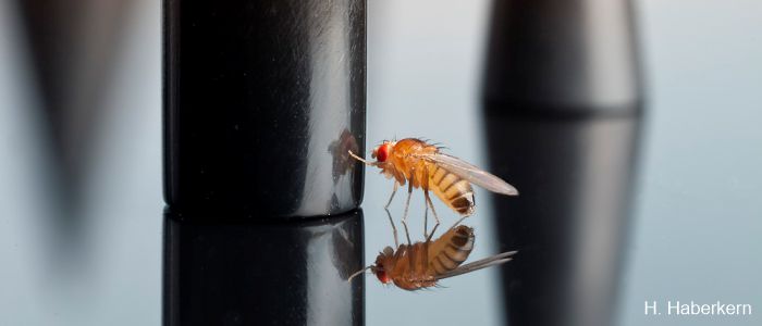 Eine Fruchtfliege berührt ein Objekt