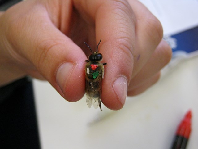 [Translate to Englisch:] Pic:marking bees on the back 