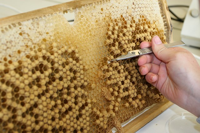 Pic:male bee brood 