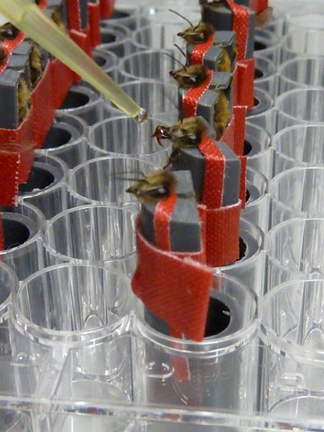 Pic:Proboscis Extension Reflex Experiment (PER-Experiment)